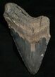 Bargain Megalodon Tooth #5615-1